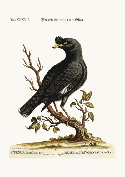 The Chinese Starling or Black-Bird, 1749-73 by George Edwards